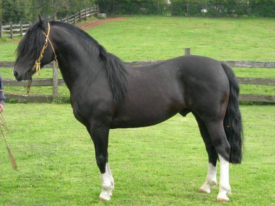 Chilean Horse (Chilean Corralero)